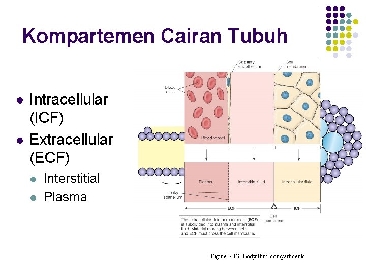 Kompartemen Cairan Tubuh l l Intracellular (ICF) Extracellular (ECF) l l Interstitial Plasma Figure