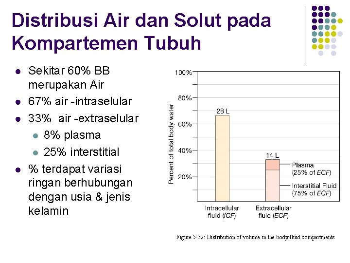 Distribusi Air dan Solut pada Kompartemen Tubuh l l Sekitar 60% BB merupakan Air