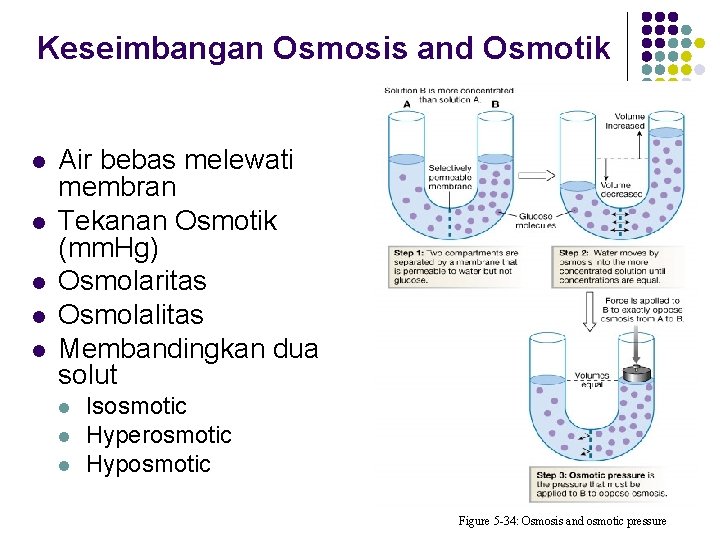 Keseimbangan Osmosis and Osmotik l l l Air bebas melewati membran Tekanan Osmotik (mm.
