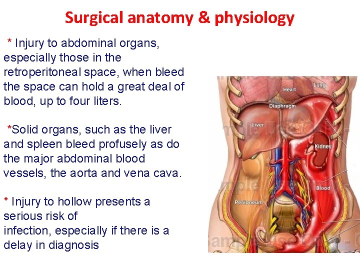 Surgical anatomy & physiology * Injury to abdominal organs, especially those in the retroperitoneal
