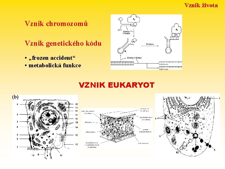 Vznik života Vznik chromozomů Vznik genetického kódu • „frozen accident“ • metabolická funkce VZNIK