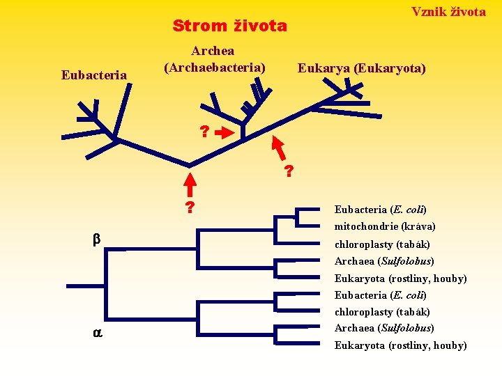 Strom života Eubacteria Archea (Archaebacteria) Vznik života Eukarya (Eukaryota) ? ? ? Eubacteria (E.