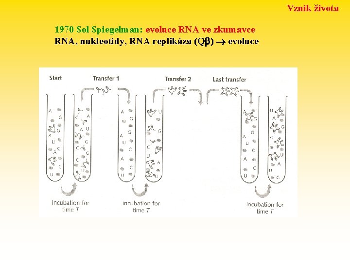 Vznik života 1970 Sol Spiegelman: evoluce RNA ve zkumavce RNA, nukleotidy, RNA replikáza (Q