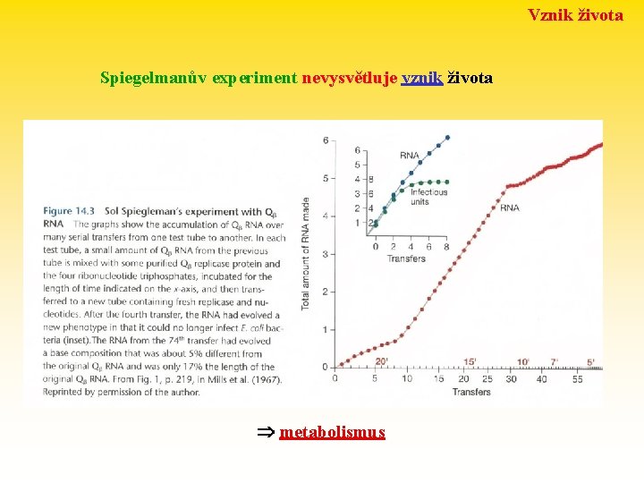 Vznik života Spiegelmanův experiment nevysvětluje vznik života metabolismus 