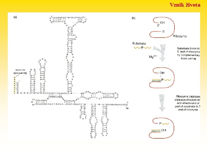 Vznik života • katalytické vlastnosti replikátorů včetně autoreplikace Otázka prvotnosti: • DNA • RNA