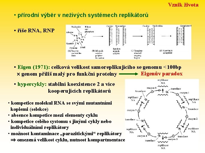 Vznik života • přírodní výběr v neživých systémech replikátorů • říše RNA, RNP •