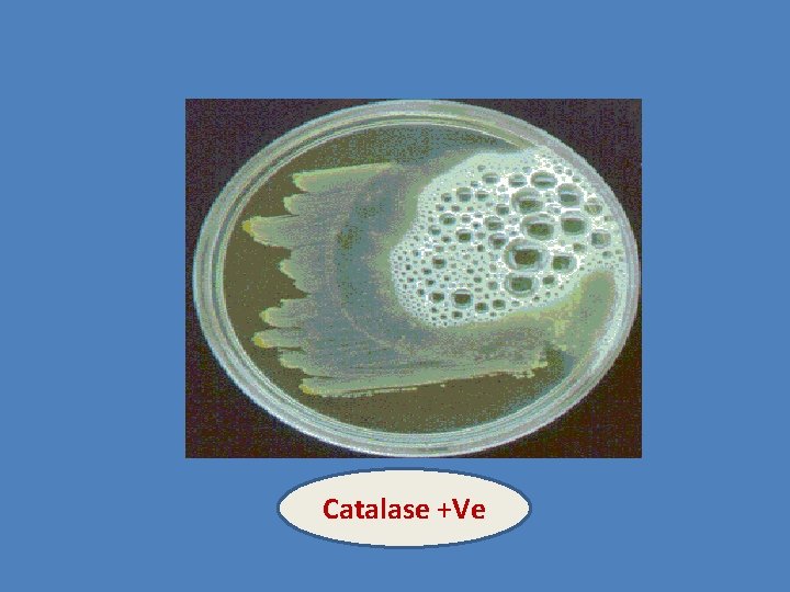 Catalase +Ve 
