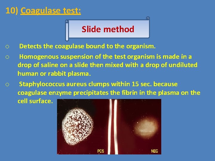 10) Coagulase test: Slide method o o o Detects the coagulase bound to the
