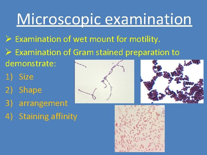 Microscopic examination Ø Examination of wet mount for motility. Ø Examination of Gram stained
