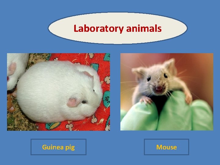 Laboratory animals Guinea pig Mouse 