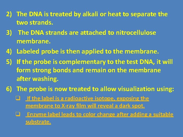 2) The DNA is treated by alkali or heat to separate the two strands.