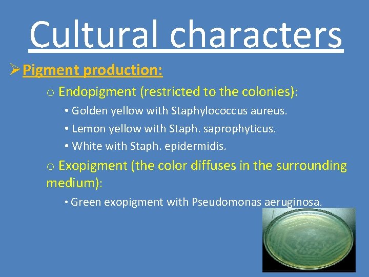 Cultural characters ØPigment production: o Endopigment (restricted to the colonies): • Golden yellow with