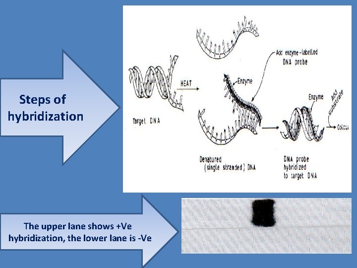 Steps of hybridization The upper lane shows +Ve hybridization, the lower lane is -Ve