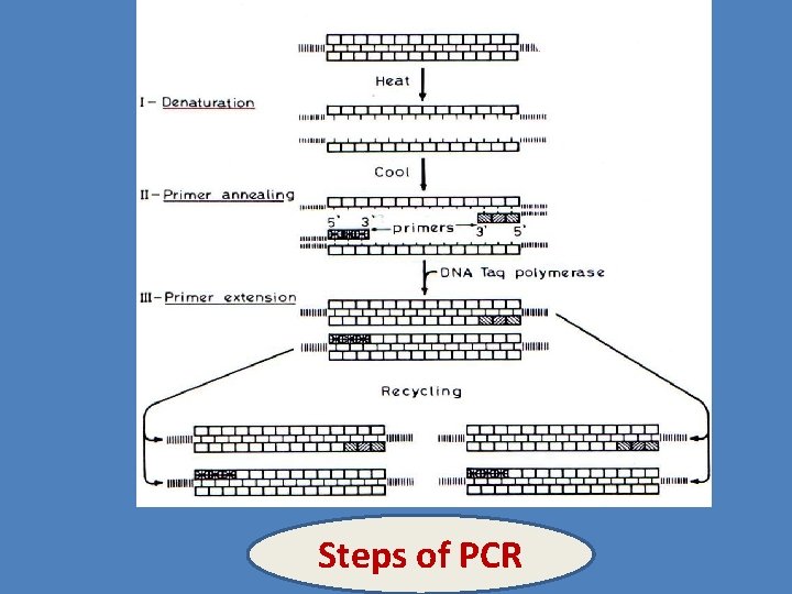Steps of PCR 