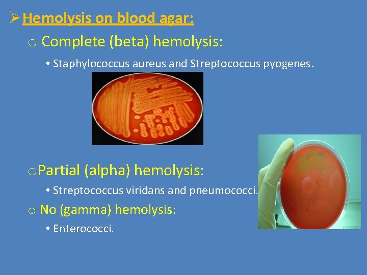 ØHemolysis on blood agar: o Complete (beta) hemolysis: • Staphylococcus aureus and Streptococcus pyogenes.