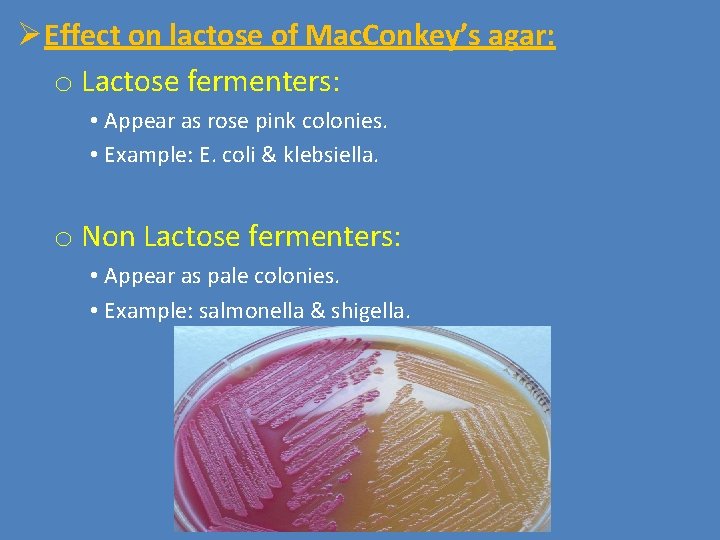ØEffect on lactose of Mac. Conkey’s agar: o Lactose fermenters: • Appear as rose