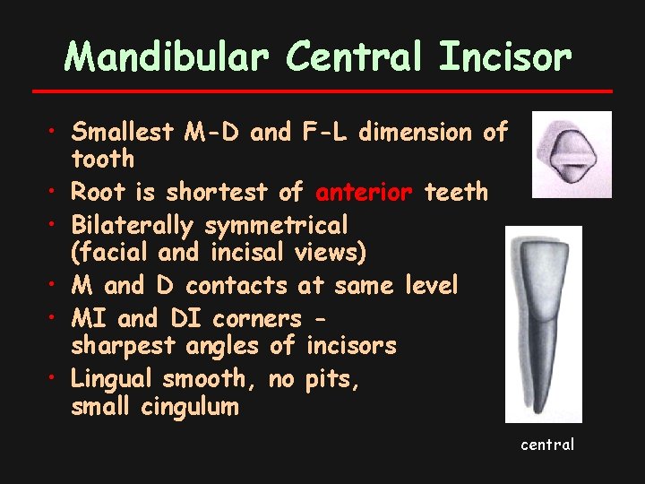 Mandibular Central Incisor • Smallest M-D and F-L dimension of tooth • Root is