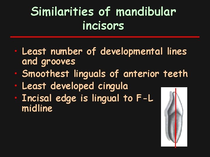 Similarities of mandibular incisors • Least number of developmental lines and grooves • Smoothest