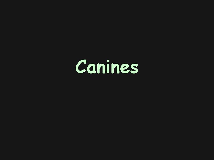 Canines 