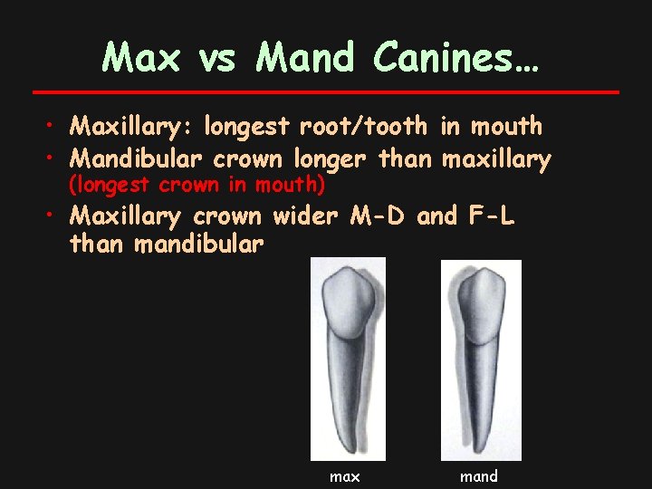 Max vs Mand Canines… • Maxillary: longest root/tooth in mouth • Mandibular crown longer