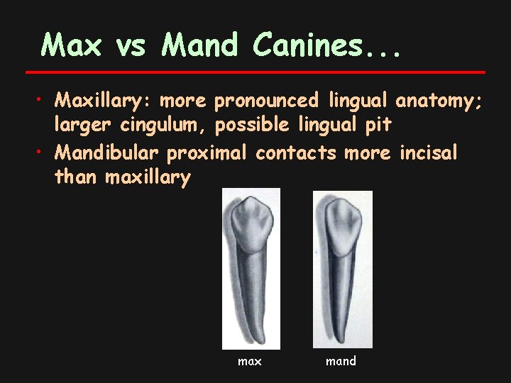 Max vs Mand Canines. . . • Maxillary: more pronounced lingual anatomy; larger cingulum,