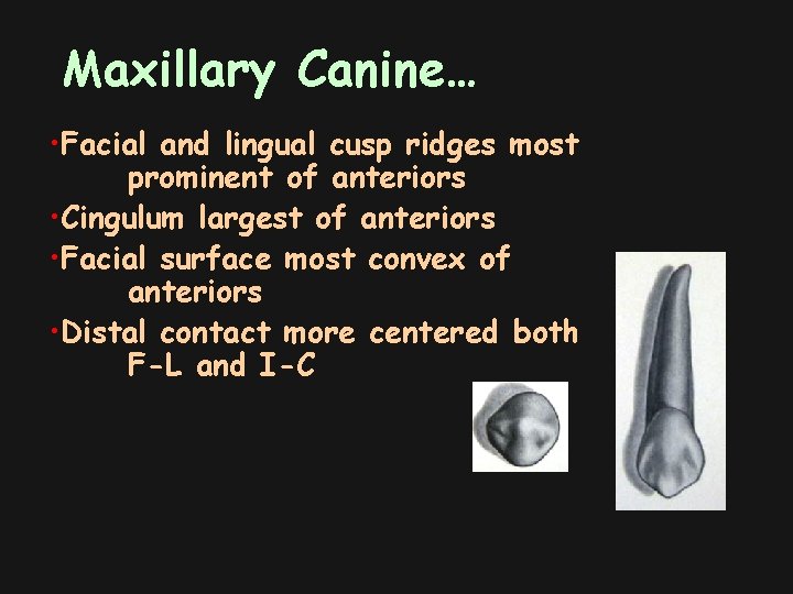 Maxillary Canine… • Facial and lingual cusp ridges most prominent of anteriors • Cingulum