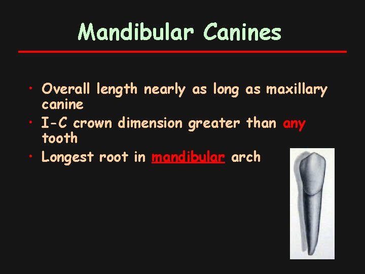 Mandibular Canines • Overall length nearly as long as maxillary canine • I-C crown