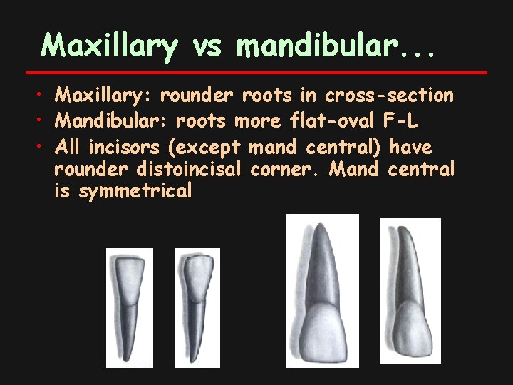 Maxillary vs mandibular. . . • Maxillary: rounder roots in cross-section • Mandibular: roots