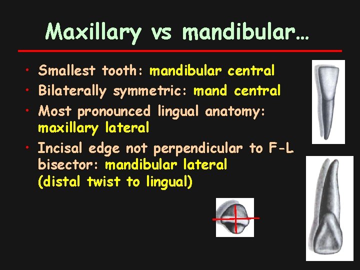 Maxillary vs mandibular… • Smallest tooth: mandibular central • Bilaterally symmetric: mand central •