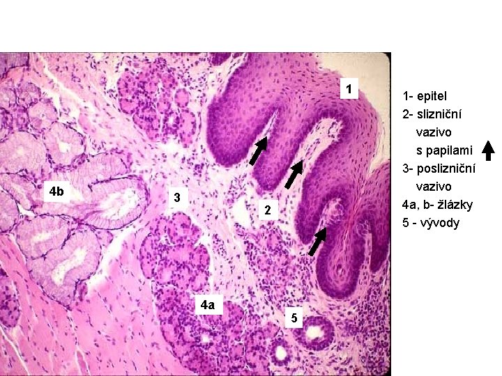 1 4 b 3 2 4 a 5 1 - epitel 2 - slizniční