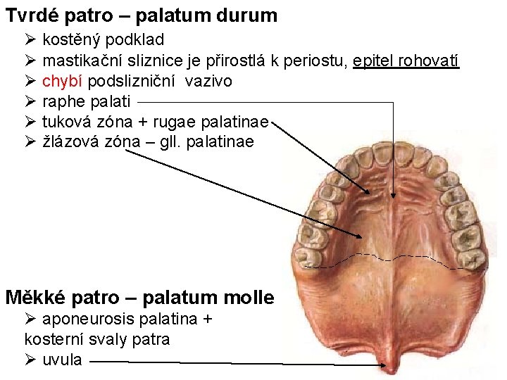 Tvrdé patro – palatum durum kostěný podklad mastikační sliznice je přirostlá k periostu, epitel