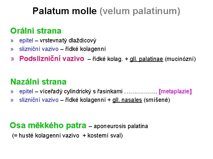 Palatum molle (velum palatinum) Orální strana » epitel – vrstevnatý dlaždicový » slizniční vazivo