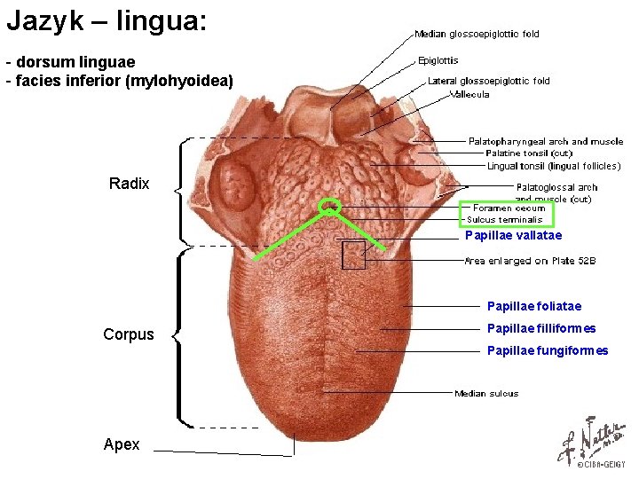 Jazyk – lingua: - dorsum linguae - facies inferior (mylohyoidea) Radix Papillae vallatae Papillae