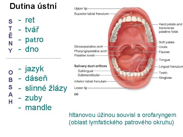 Dutina ústní S T Ě N Y - ret tvář patro dno O B