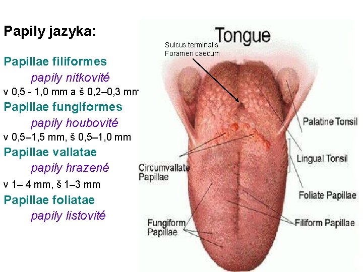 Papily jazyka: Papillae filiformes papily nitkovité v 0, 5 - 1, 0 mm a