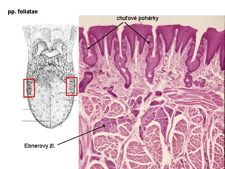 pp. foliatae chuťové pohárky Ebnerovy žl. 