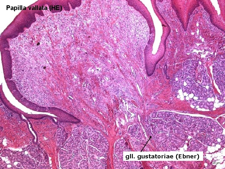 Papilla vallata (HE) gll. gustatoriae (Ebner) 