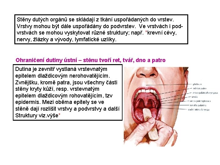 Stěny dutých orgánů se skládají z tkání uspořádaných do vrstev. Vrstvy mohou být dále