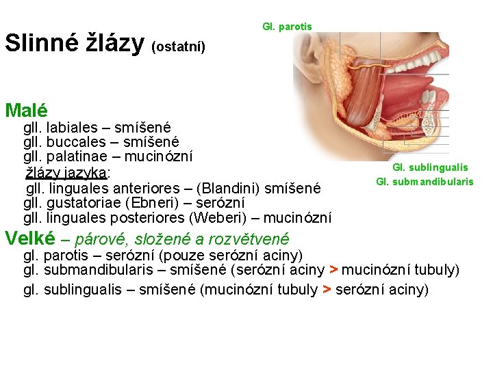 Slinné žlázy (ostatní) Gl. parotis Malé gll. labiales – smíšené gll. buccales – smíšené