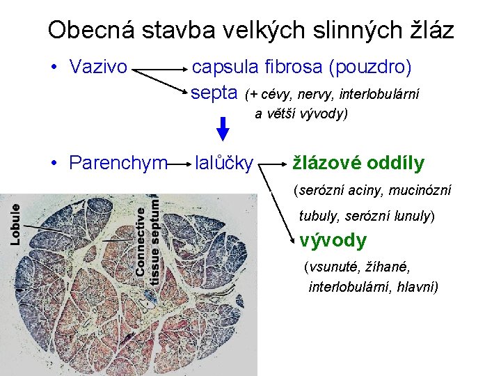 Obecná stavba velkých slinných žláz • Vazivo capsula fibrosa (pouzdro) septa (+ cévy, nervy,