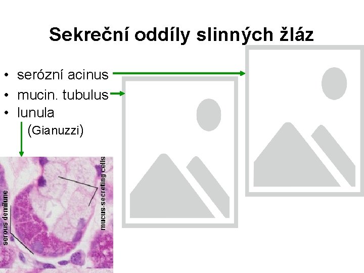 Sekreční oddíly slinných žláz • serózní acinus • mucin. tubulus • lunula (Gianuzzi) 