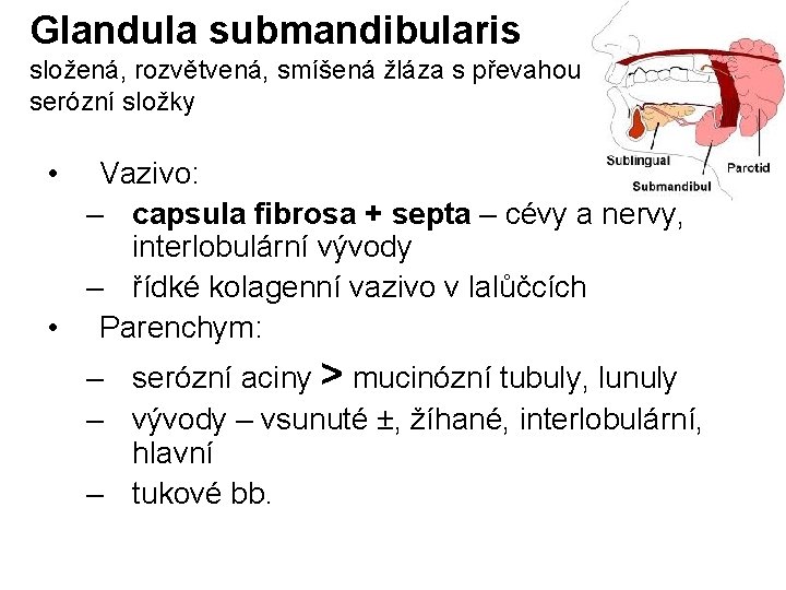 Glandula submandibularis složená, rozvětvená, smíšená žláza s převahou serózní složky • Vazivo: – capsula