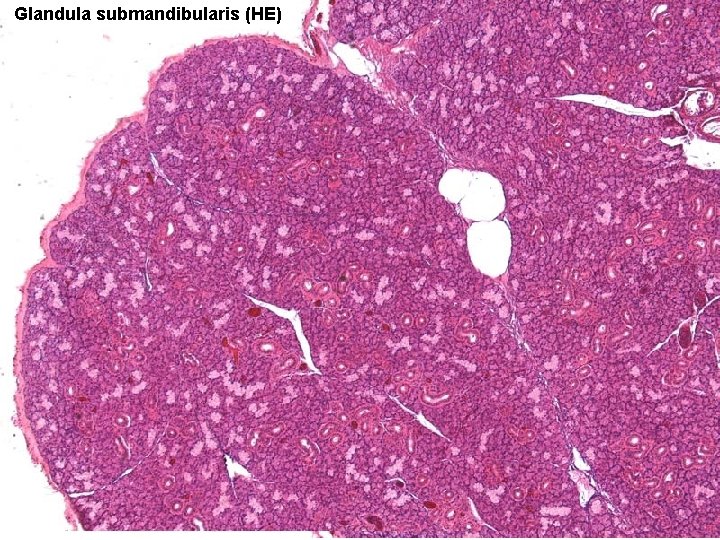 Glandula submandibularis (HE) 