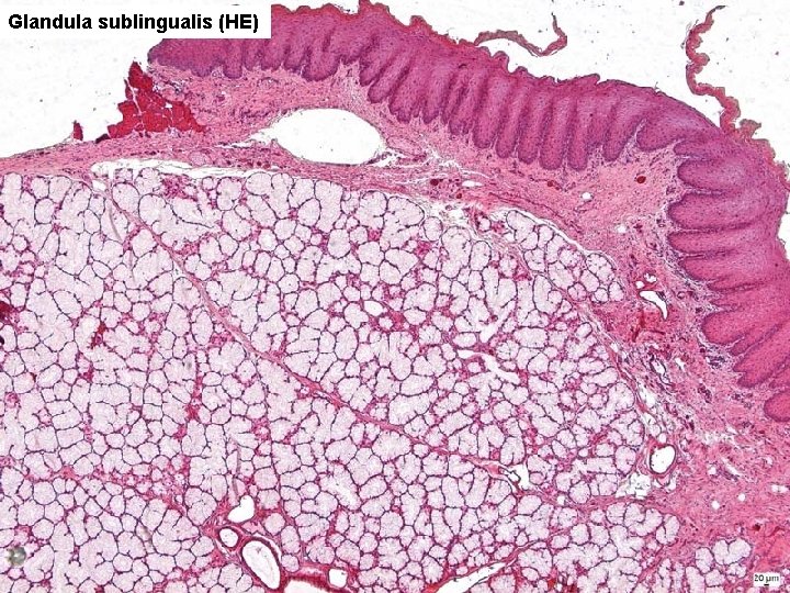 Glandula sublingualis (HE) 