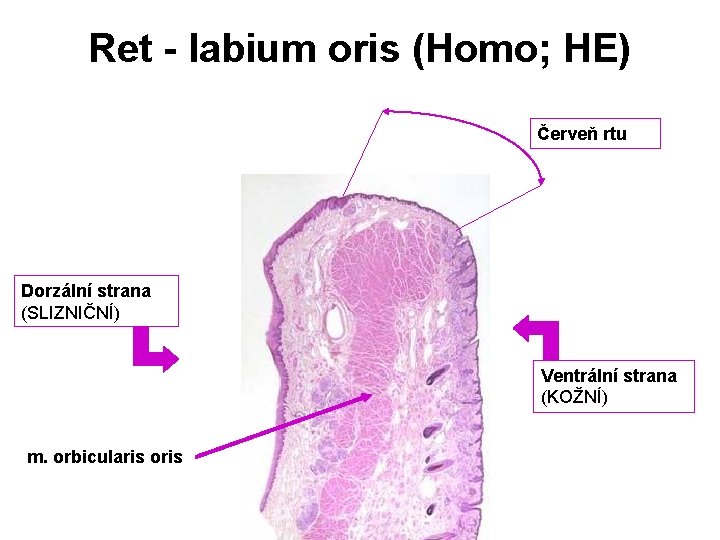 Ret - labium oris (Homo; HE) Červeň rtu Dorzální strana (SLIZNIČNÍ) Ventrální strana (KOŽNÍ)