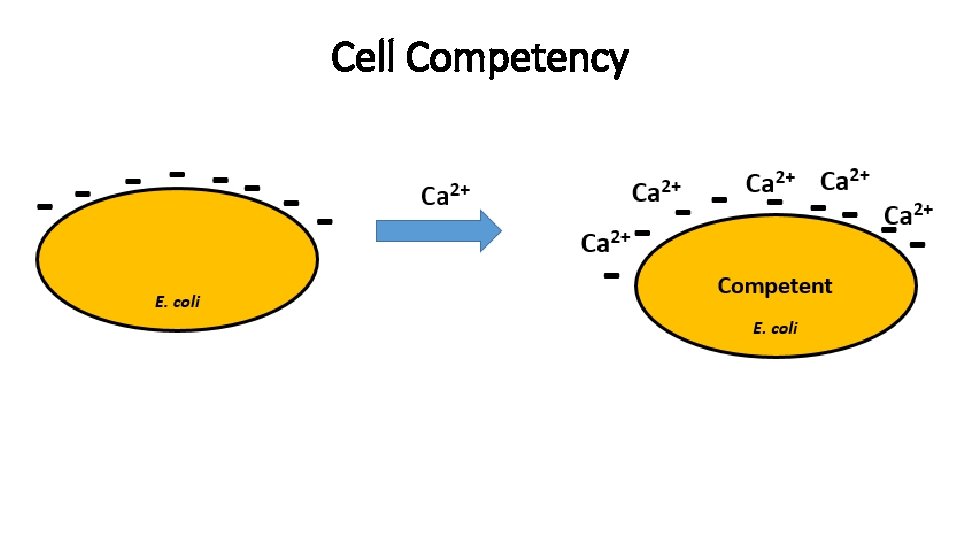 Cell Competency 