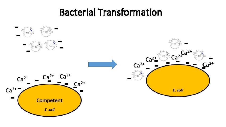 Bacterial Transformation 