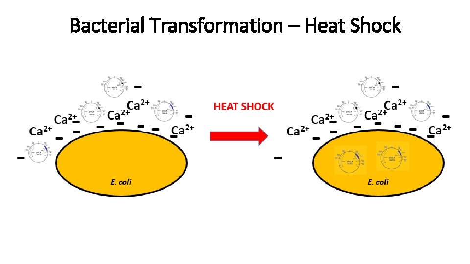 Bacterial Transformation – Heat Shock 