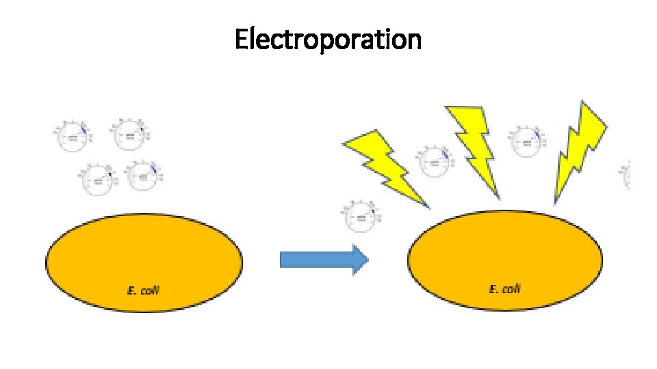 Electroporation 