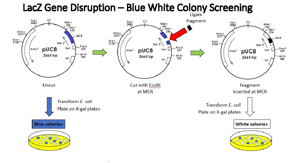 Lac. Z Gene Disruption – Blue White Colony Screening 